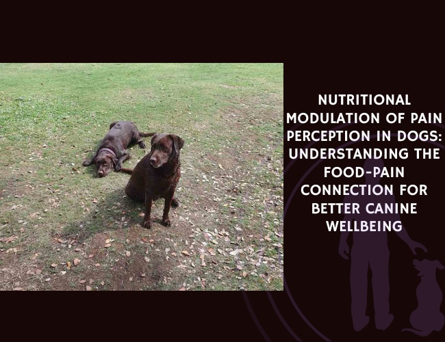 Nutritional Modulation of Pain Perception in Dogs Understanding the Food-Pain Connection for Better Canine Wellbeing