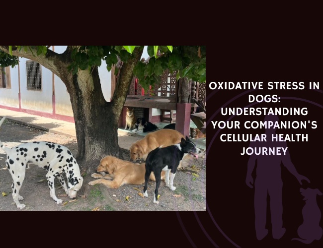 Oxidative Stress in Dogs Understanding Your Companion's Cellular Health Journey