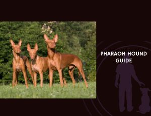 Pharaoh Hound Guide