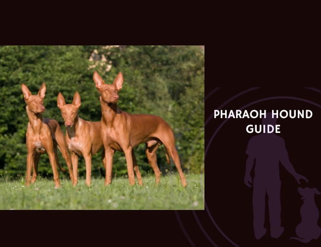 Pharaoh Hound Guide