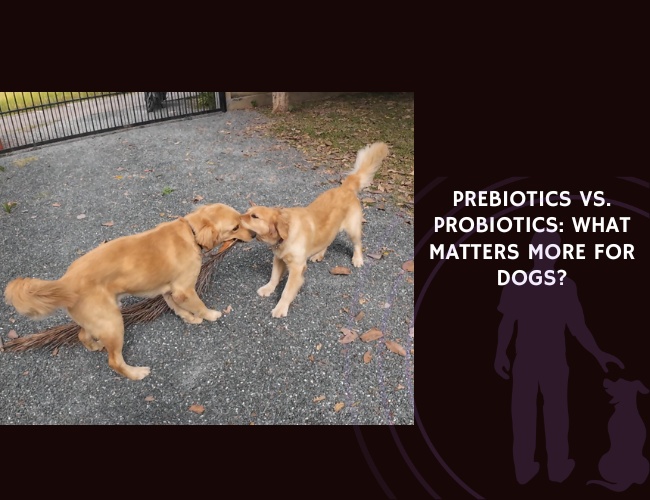 Prebiotics vs. Probiotics What Matters More for Dogs