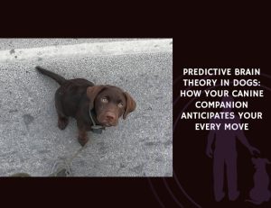 Predictive Brain Theory in Dogs How Your Canine Companion Anticipates Your Every Move