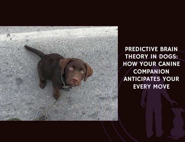 Predictive Brain Theory in Dogs How Your Canine Companion Anticipates Your Every Move