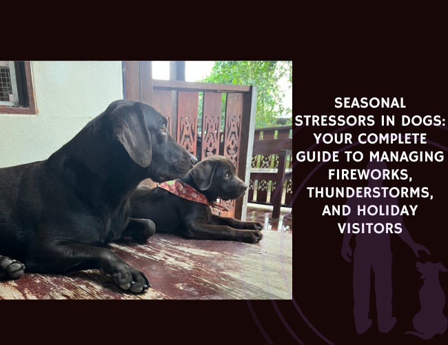 Seasonal Stressors in Dogs Your Complete Guide to Managing Fireworks, Thunderstorms, and Holiday Visitors