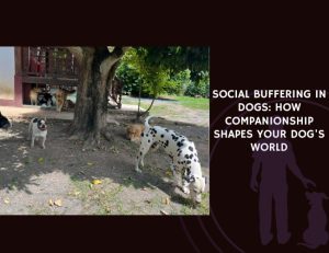 Social Buffering in Dogs How Companionship Shapes Your Dog's World
