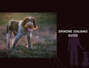 Spinone Italiano Guide