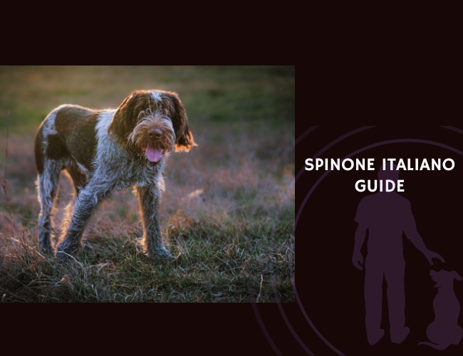 Spinone Italiano Guide