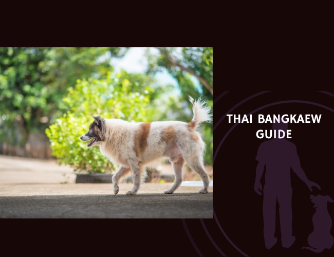 Thai Bangkaew Guide