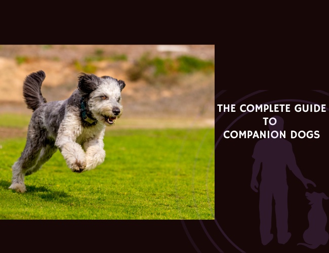 The Complete Guide to Companion Dogs