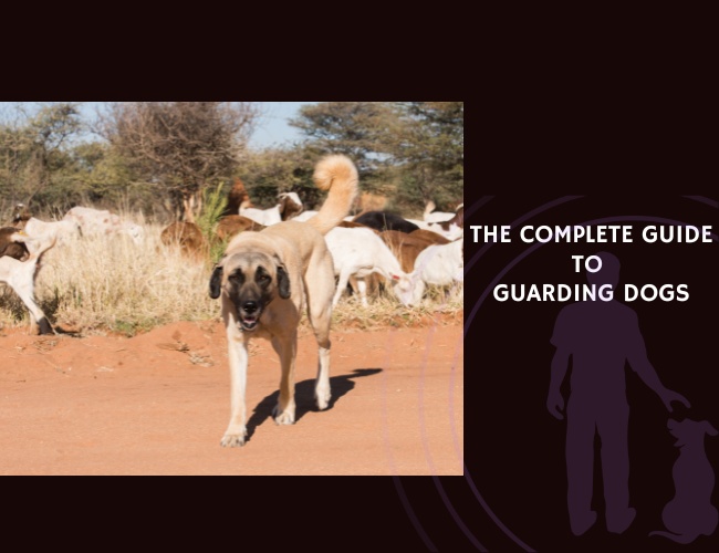 The Complete Guide to Guarding Dogs