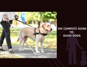The Complete Guide to Guide Dogs