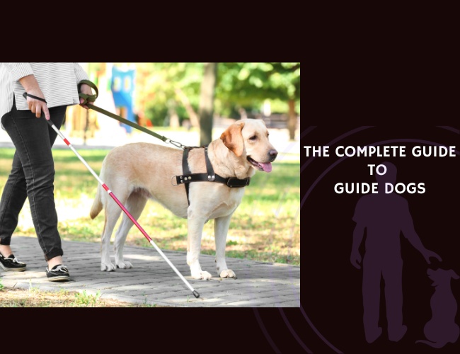 The Complete Guide to Guide Dogs