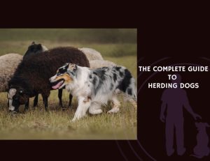 The Complete Guide to Herding Dogs