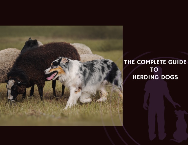 The Complete Guide to Herding Dogs