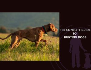 The Complete Guide to Hunting Dogs