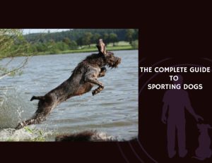 The Complete Guide to Sporting Dogs