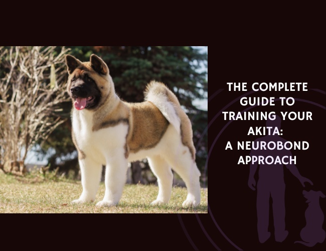 The Complete Guide to Training Your Akita A NeuroBond Approach
