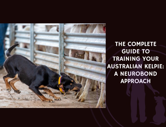 The Complete Guide to Training Your Australian Kelpie A NeuroBond Approach
