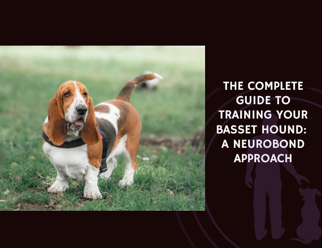 The Complete Guide to Training Your Basset Hound A NeuroBond Approach