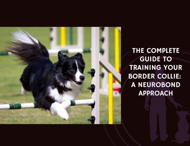 The Complete Guide to Training Your Border Collie A NeuroBond Approach