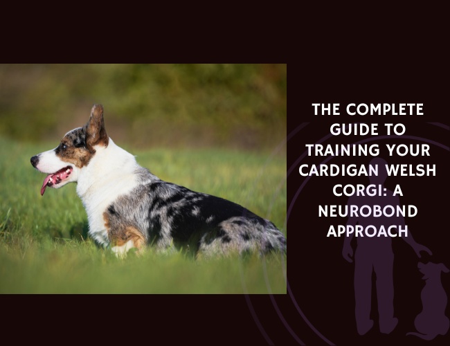 The Complete Guide to Training Your Cardigan Welsh Corgi A NeuroBond Approach