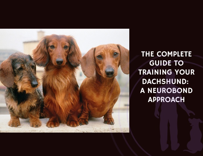 The Complete Guide to Training Your Dachshund A NeuroBond Approach