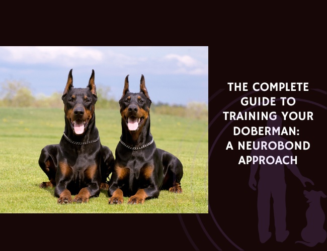 The Complete Guide to Training Your Doberman A NeuroBond Approach