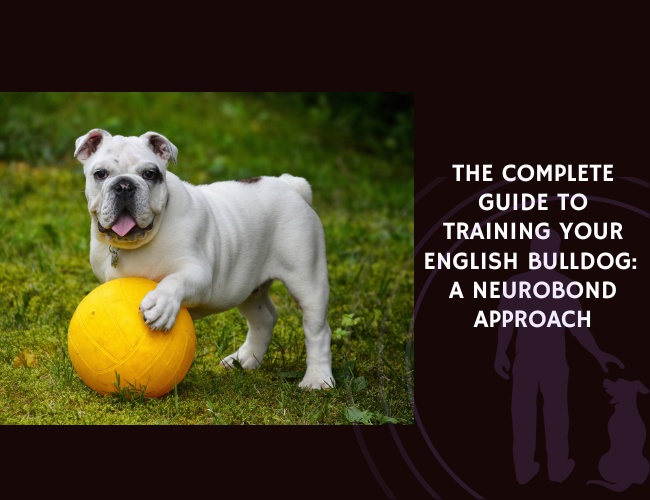 The Complete Guide to Training Your English Bulldog A NeuroBond Approach