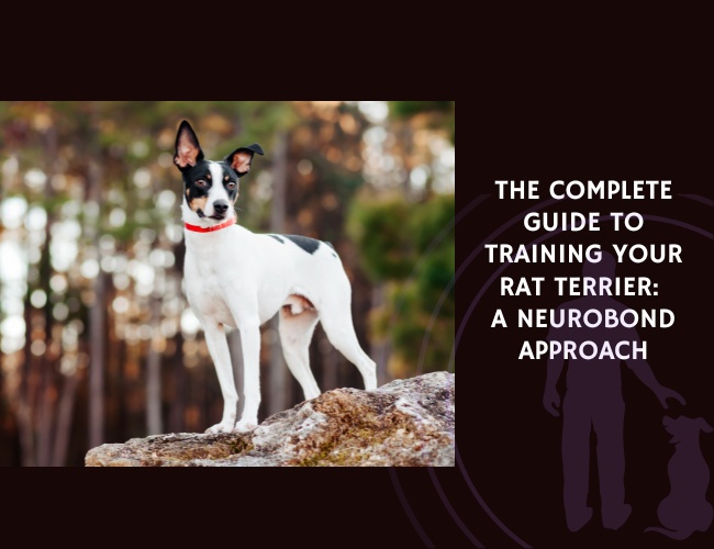 The Complete Guide to Training Your Rat Terrier A NeuroBond Approach