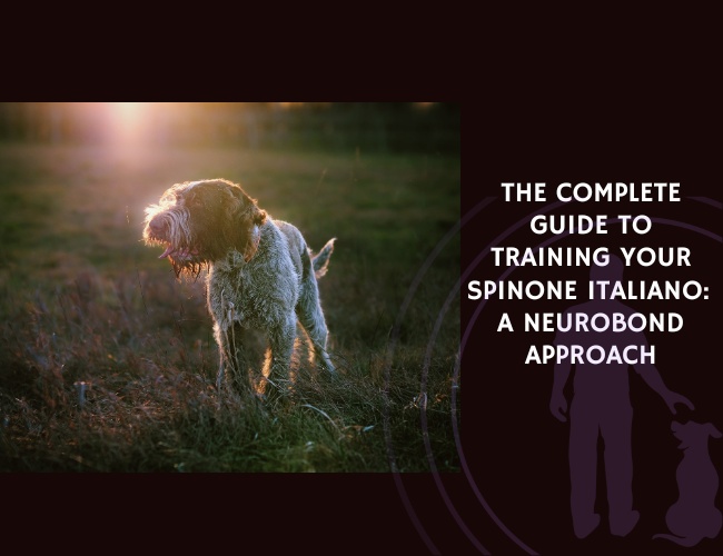 The Complete Guide to Training Your Spinone Italiano A NeuroBond Approach