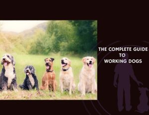The Complete Guide to Working Dogs