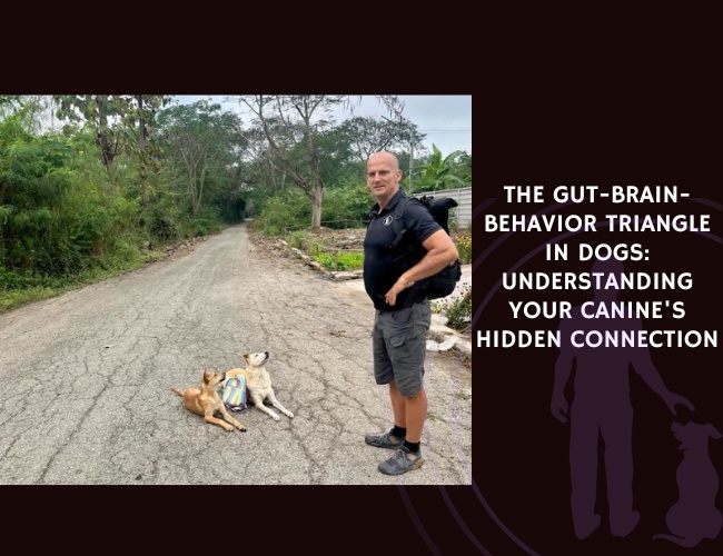 The Gut-Brain-Behavior Triangle in Dogs Understanding Your Canine's Hidden Connection