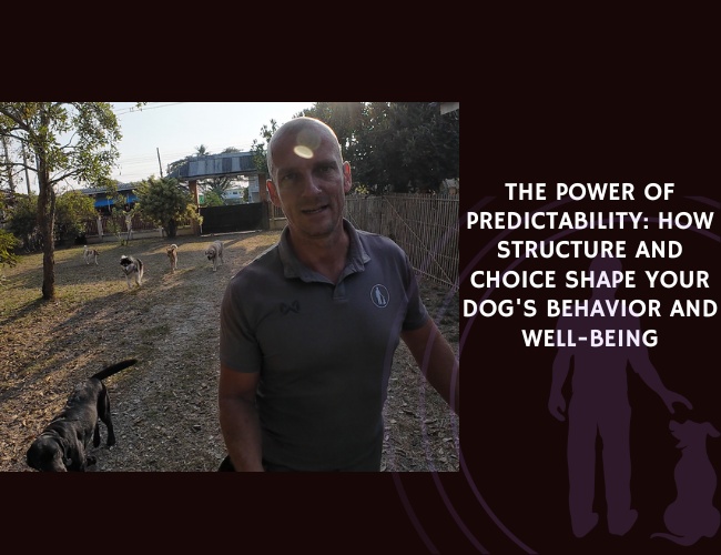 The Power of Predictability How Structure and Choice Shape Your Dog's Behavior and Well-being