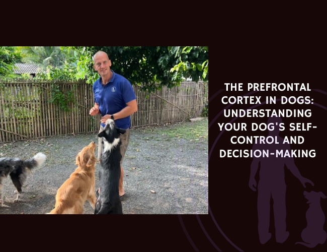 The Prefrontal Cortex in Dogs Understanding Your Dog's Self-Control and Decision-Making