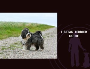 Tibetan Terrier Guide