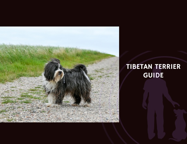 Tibetan Terrier Guide