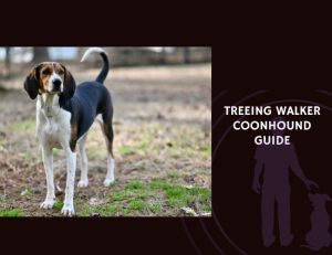 Treeing Walker Coonhound Guide