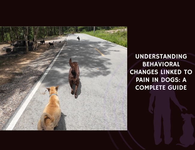Understanding Behavioral Changes Linked to Pain in Dogs A Complete Guide