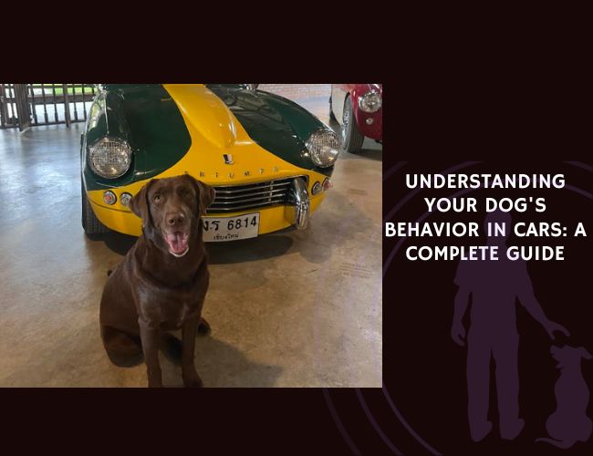 Understanding Your Dog's Behavior in Cars A Complete Guide