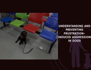 Understanding and Preventing Frustration-Induced Aggression in Dogs
