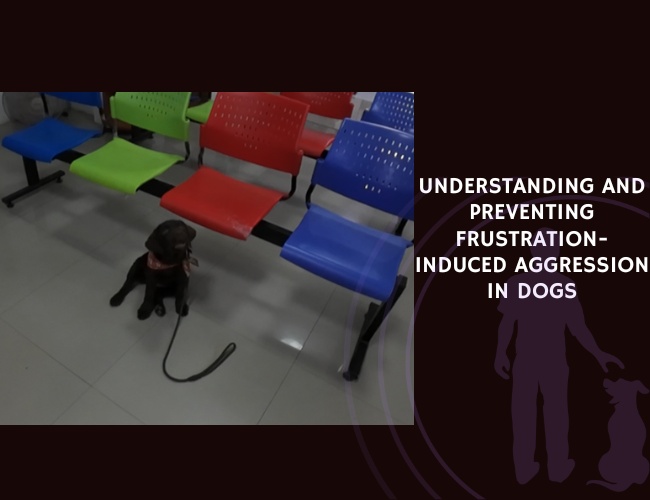 Understanding and Preventing Frustration-Induced Aggression in Dogs