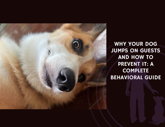 Why Your Dog Jumps on Guests and How to Prevent It A Complete Behavioral Guide