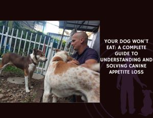Your Dog Won't Eat A Complete Guide to Understanding and Solving Canine Appetite Loss