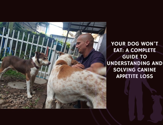 Your Dog Won't Eat A Complete Guide to Understanding and Solving Canine Appetite Loss