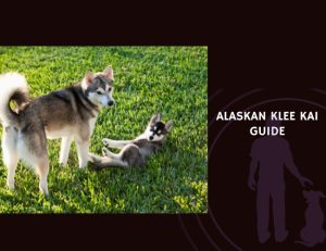 Alaskan Klee Kai Guide