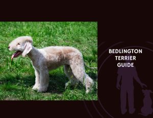 Bedlington Terrier Guide