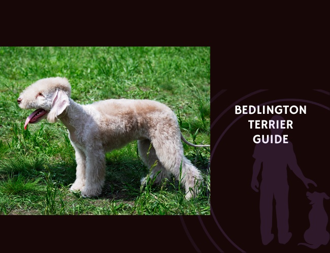 Bedlington Terrier Guide
