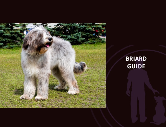 Briard Guide