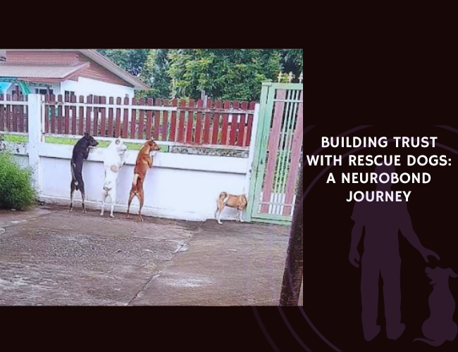 Building Trust with Rescue Dogs A NeuroBond Journey