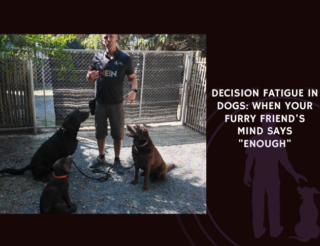 Decision Fatigue in Dogs When Your Furry Friend's Mind Says Enough